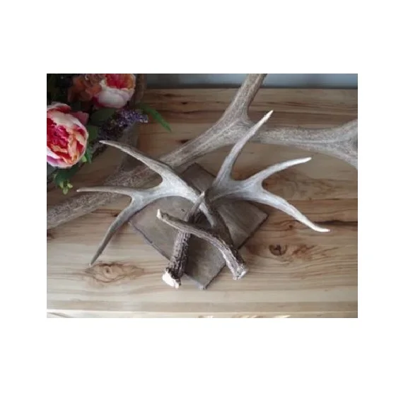 Red Deer Antlers for Sale - Best Quality Red Deer Antlers