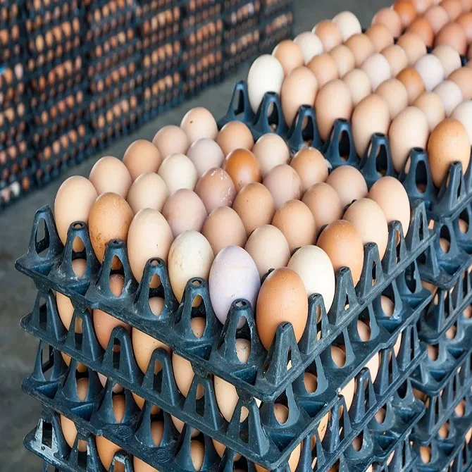 Hatching Eggs Chicken Mixed breed/hybrid | Mixed variety chicken eggs