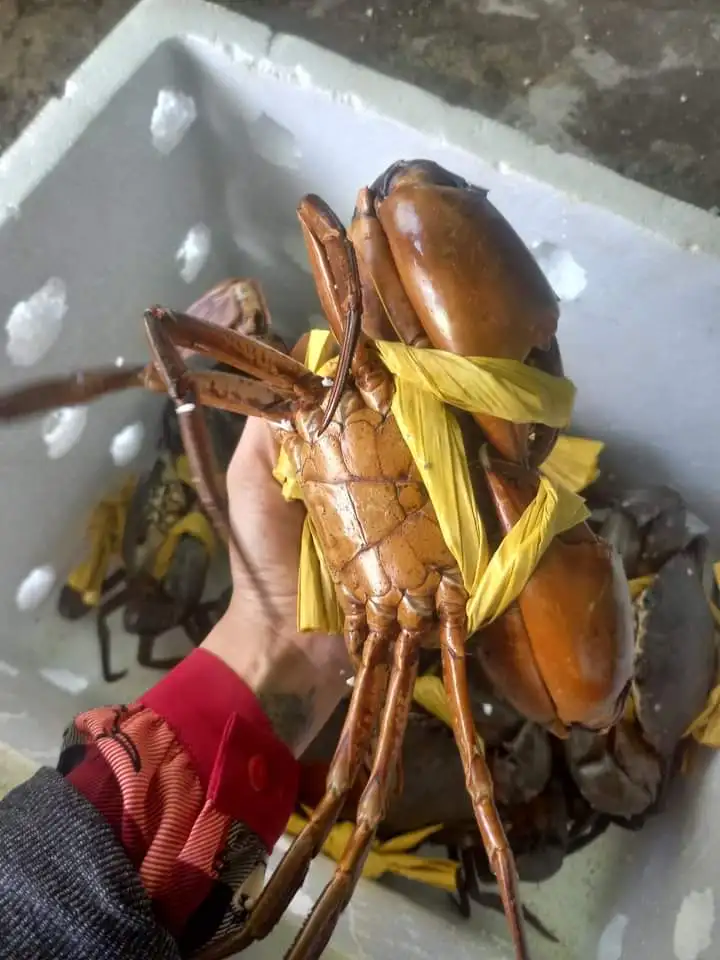 WHOLESALE MUD CRAB/ CRAB ROE /MEAT CRAB  HIGH QUALITY FROM CA MAU PROVINCE