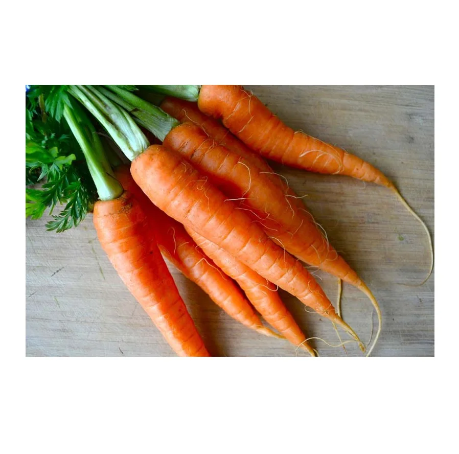 Top Quality Fresh Vegetables Orange Carrots For Sale At Best Price
