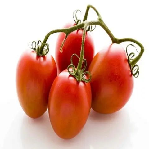 High Quality Fresh Tomatoes