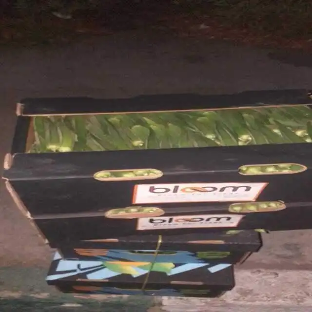 Indian okra from Egypt