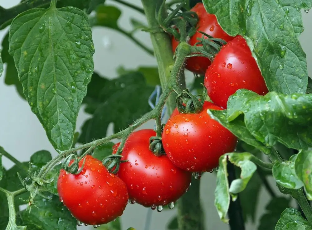 PREMIUM QUALITY Soft dried cherry tomatoes Semi dried grape tomato 100% Natural Cherry tomatoes
