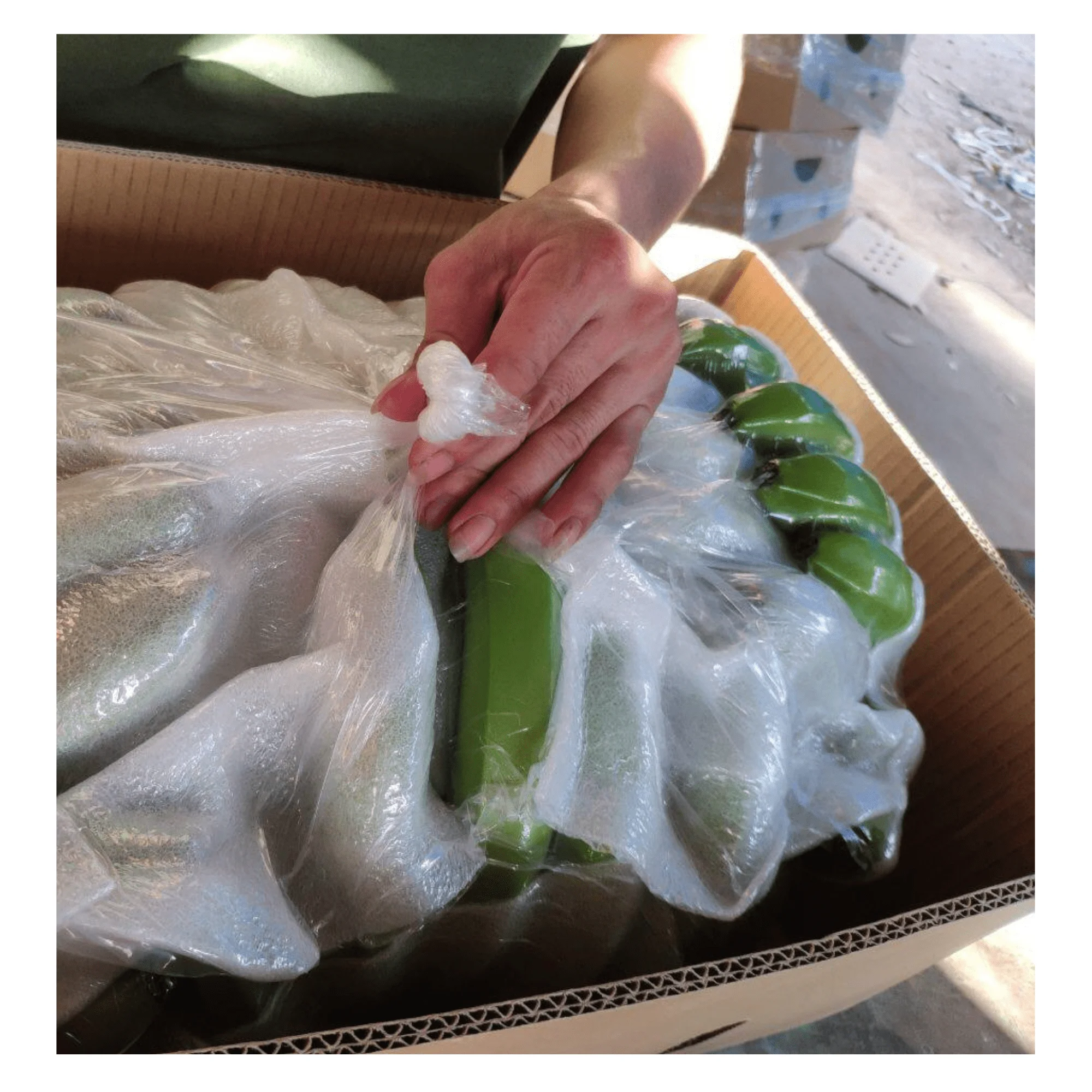 Tropical Banana Fresh Cavendish - Banana Type Fresh Fruit Cavendish Banana with high quality and good price