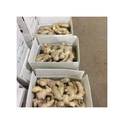 New Season Ginger Price Per Ton Bulk Farm Planting Fresh Ginger