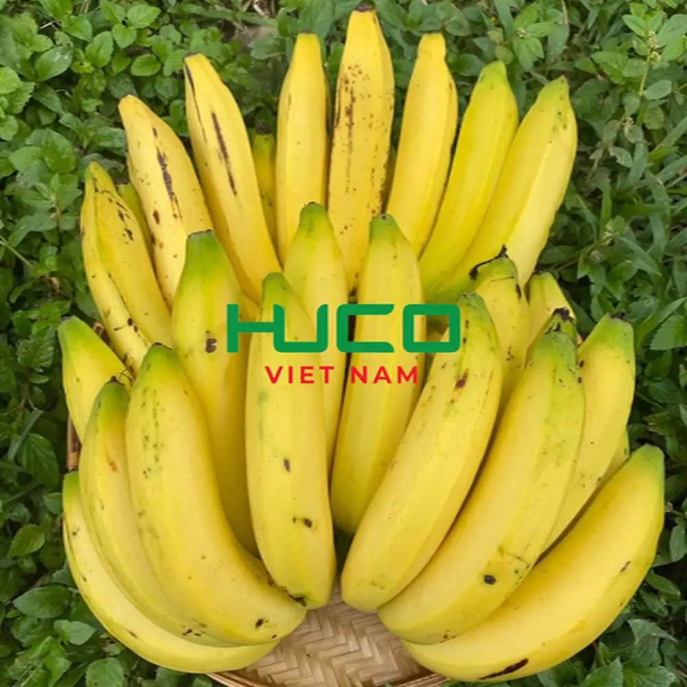 Vietnam Fresh Banana Organic Best Quality Competitive Price