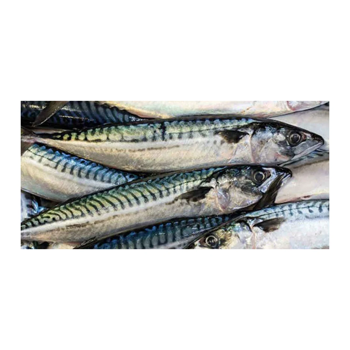 Frozen atlantic mackerel/horse mackerel for sale