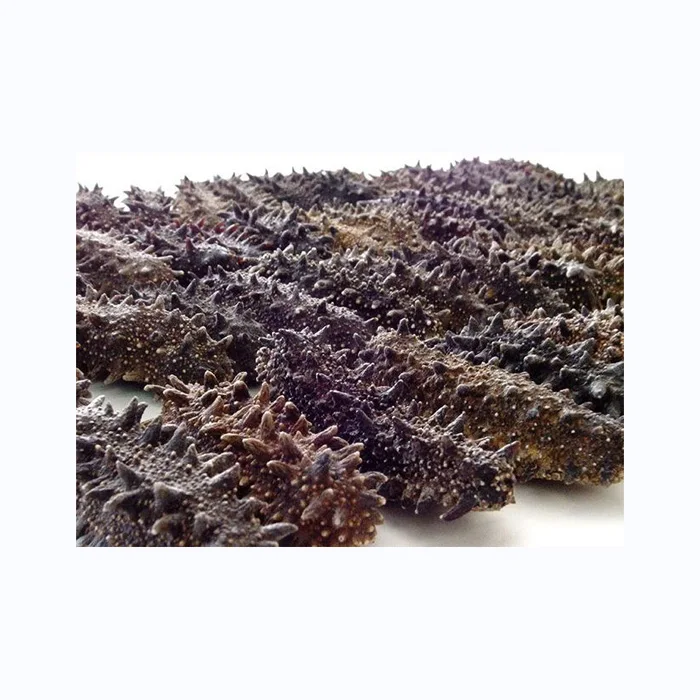 whole sale Price Frozen Sea Cucumber and Quality Dried Sea Cucumber for sale