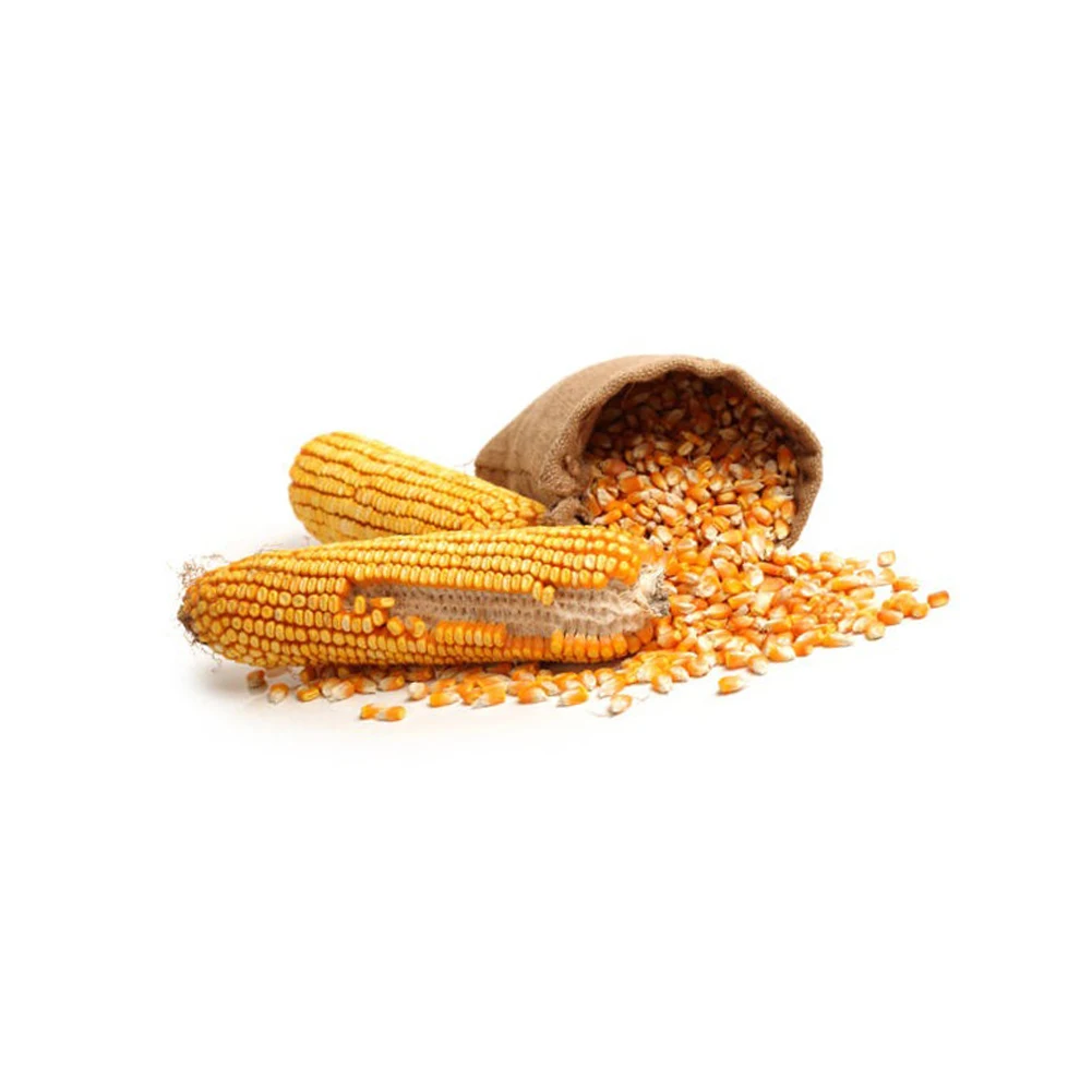 Yellow Corn/ White Corn/ Maize for Sale