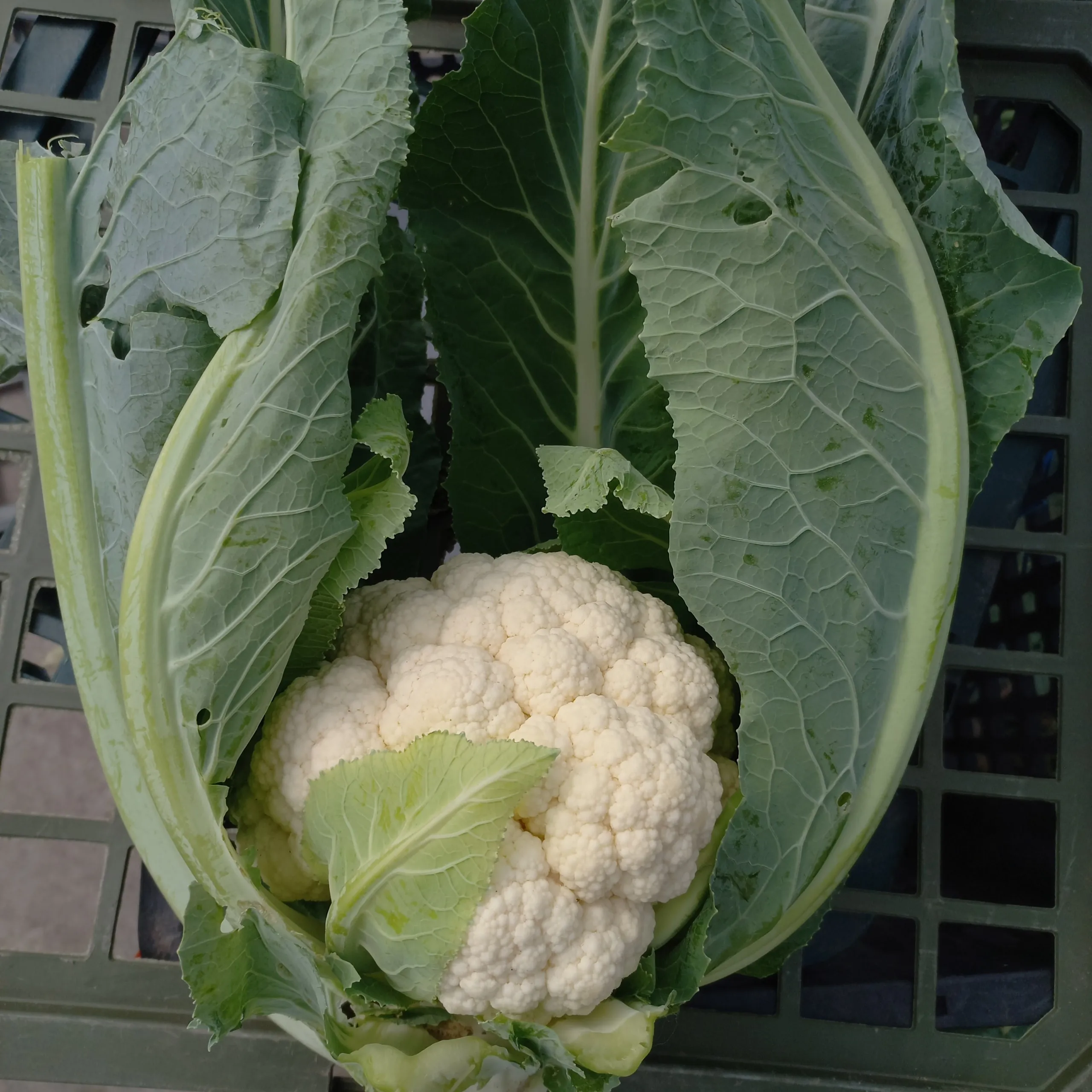 Fresh Cauliflower Export Quality Green Farmed Vietnamese White Color Sweet Style GAP 500 to 800 gram