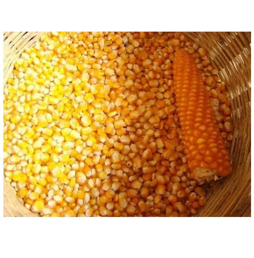 New Crop Non GMO Yellow Corn Maize for human and animal feed grade consumption Top Selling