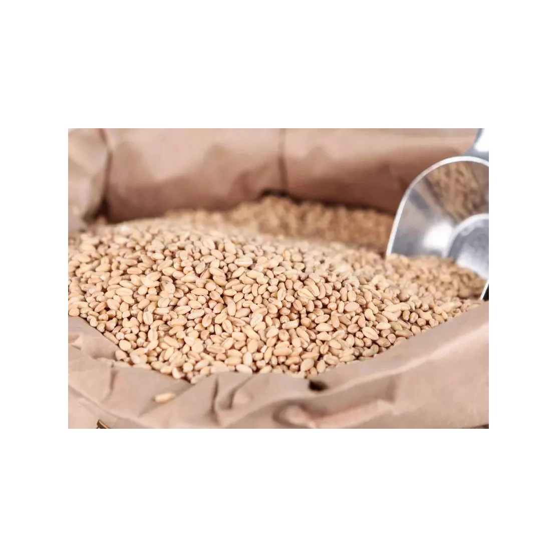 Best Market Price Wholesale Wheat Grain Top Quality Whole Wheat