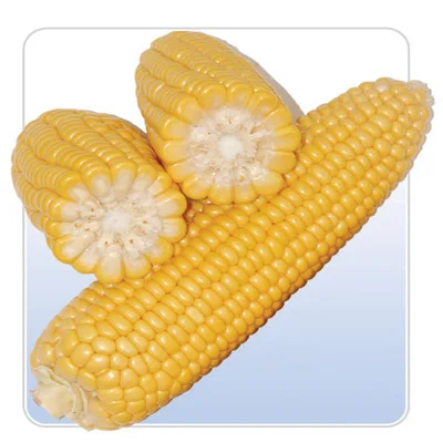 Animal Feed For Poultry and Livestock High Quality Dried Yellow Maize Wholesale Supplier From India At Lowest Price