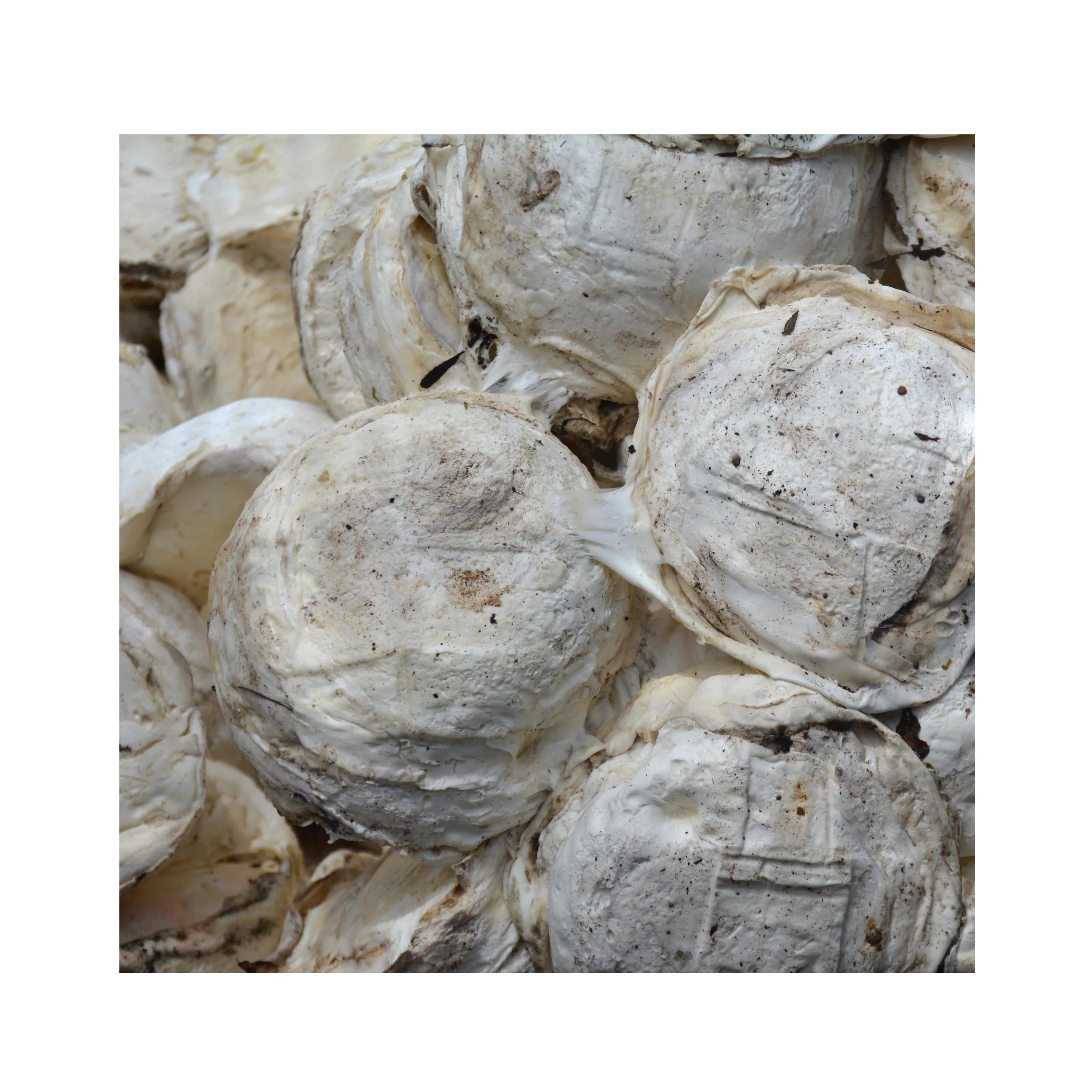 HIGH QUALITY NATURAL RUBBER CUP LUMPS WITH 62-72 % drc/Best Grade Rubber Cup Lump