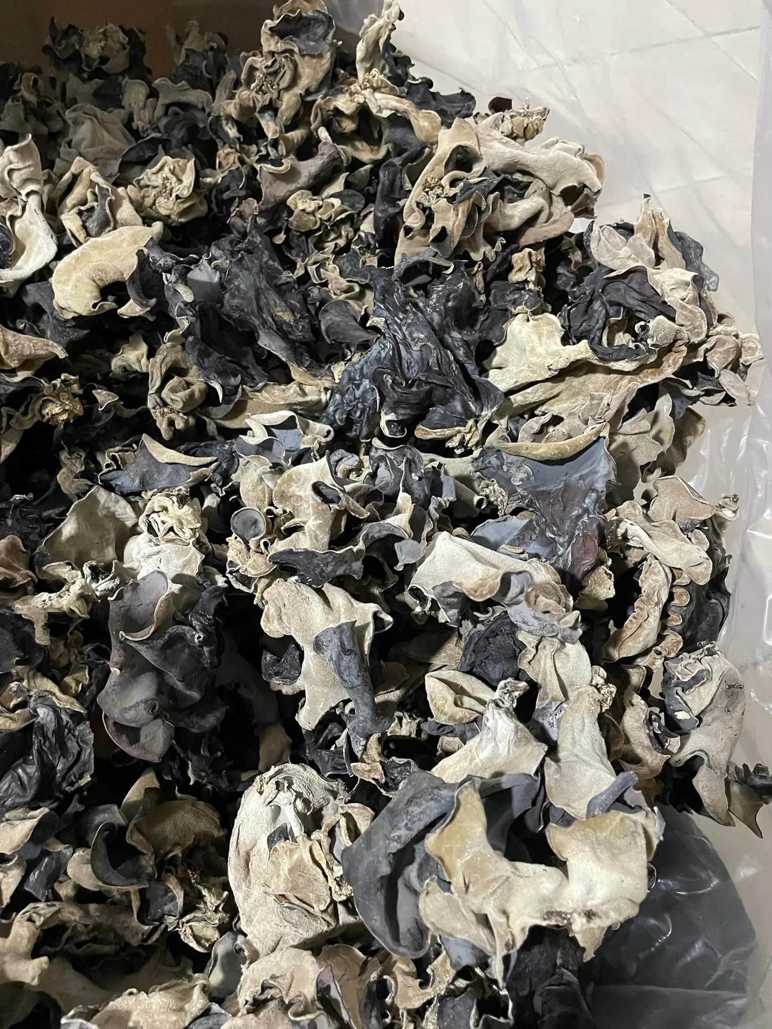 Wholesale Fungus Fungus Vietnam Manufacturer Direct Sale Cultivated Whole Part Natural Dried Black Type  Ms. Lily +84 906 927 73
