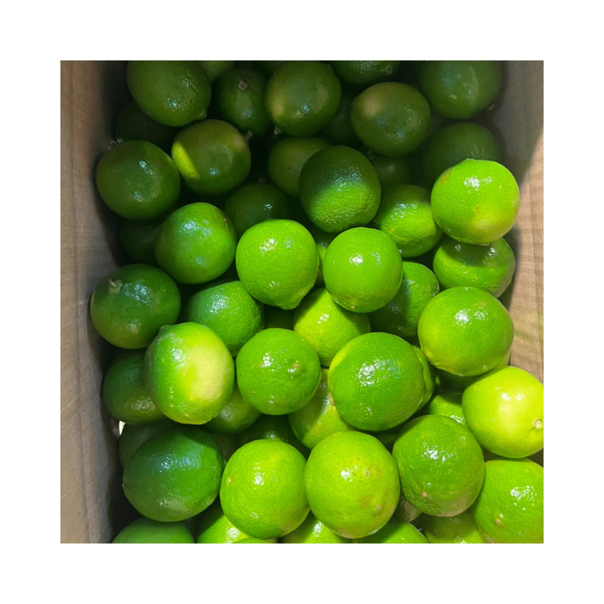Fresh Vietnam Lime Wholesale Seedless Lemon Vietnam / Fresh Seedless Lemon New Crop Vietnam With High Quality And Good Price
