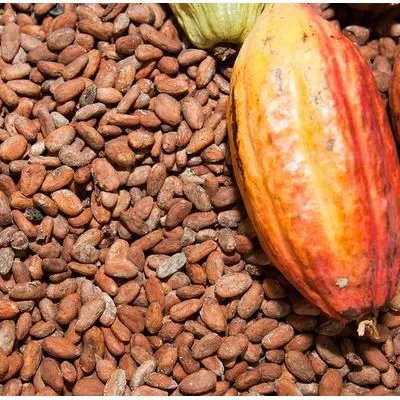 Wholesale High Quality Dried Organic Roasted Flavored Cocoa Beans High Quality Grade Sale by Bulk Supplier