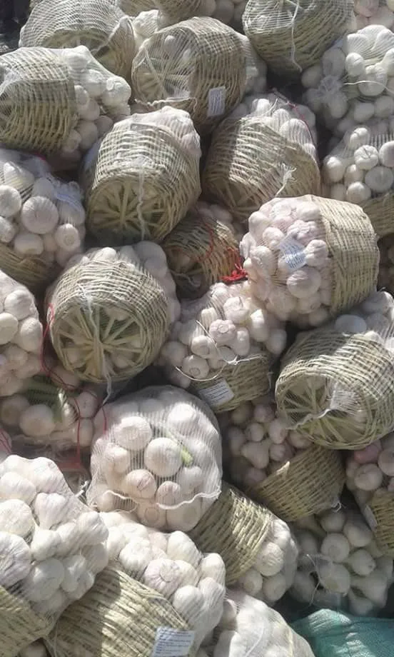 Fresh green fresh garlic new crop 2023 from Egypt