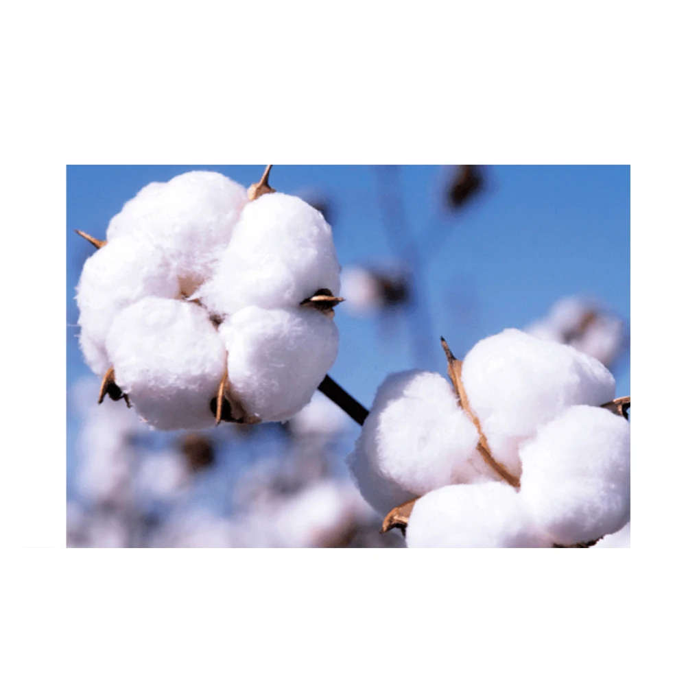 Самый продаваемый 100% органический хлопок Премиум-качества по последней цене со скидкой на оптовый заказ