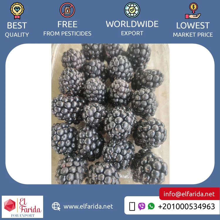 Best Buy Bulk Quantity Export Fresh Nutritious and Delicious Berries Natural Sweet Fruit Blackberry Available for Bulk Buyers