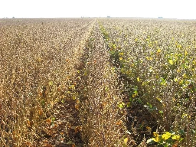Non Organic Soybean / GMO Organic Soybeans / Soybean Seeds