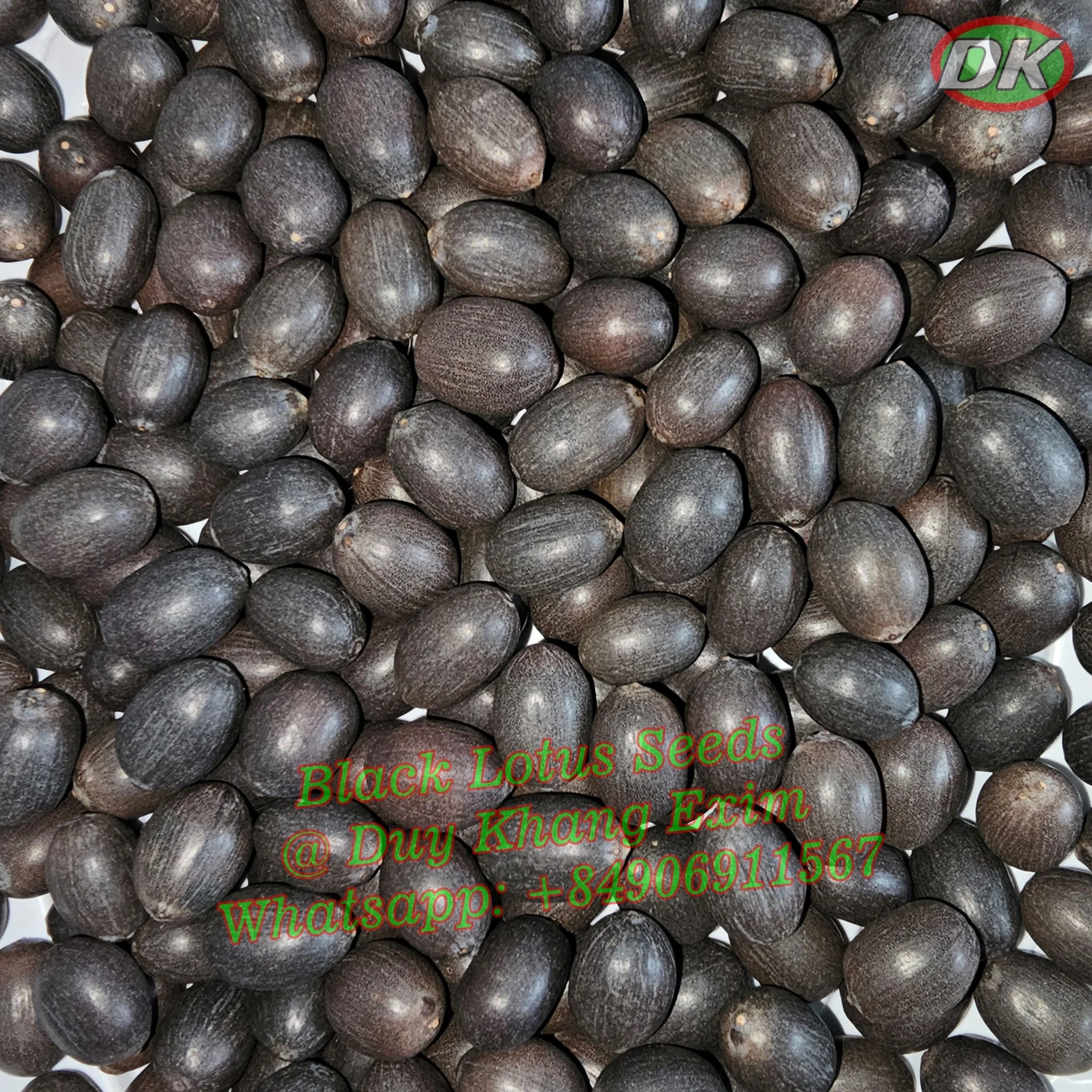 BLACK LOTUS SEEDS (DIRECT EXPORT FROM FACTORY) / WhatsApp No +84906911567