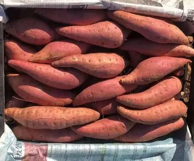 Cheap price Sweet Potato 10kg per Box Cultivation Type COMMON Cool place Storage 16 in Size