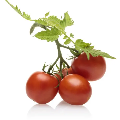 delicious fresh tomato export at good price