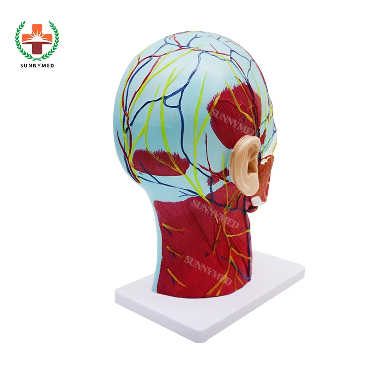 SUNNYMED SY-N027 Floor Price Medical Anatomic Model Human Head Shallow Muscle Nerve with Skin Color