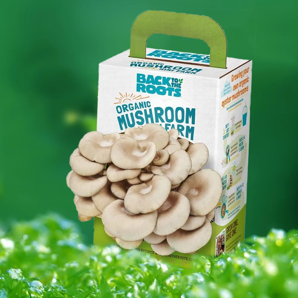 Customized fresh fruit and vegetable paper packaging materials Oyster Mushroom Grow packaging boxes
