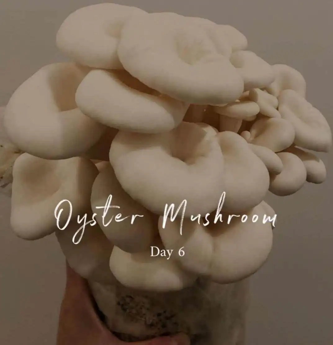 
oyster mushroom spawn 