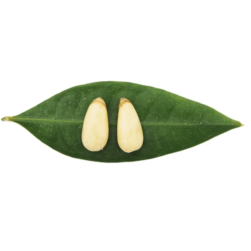 100% Rich Nutrition Chilgoza Pine Nuts Kernel Cheap Price Red Pinenuts