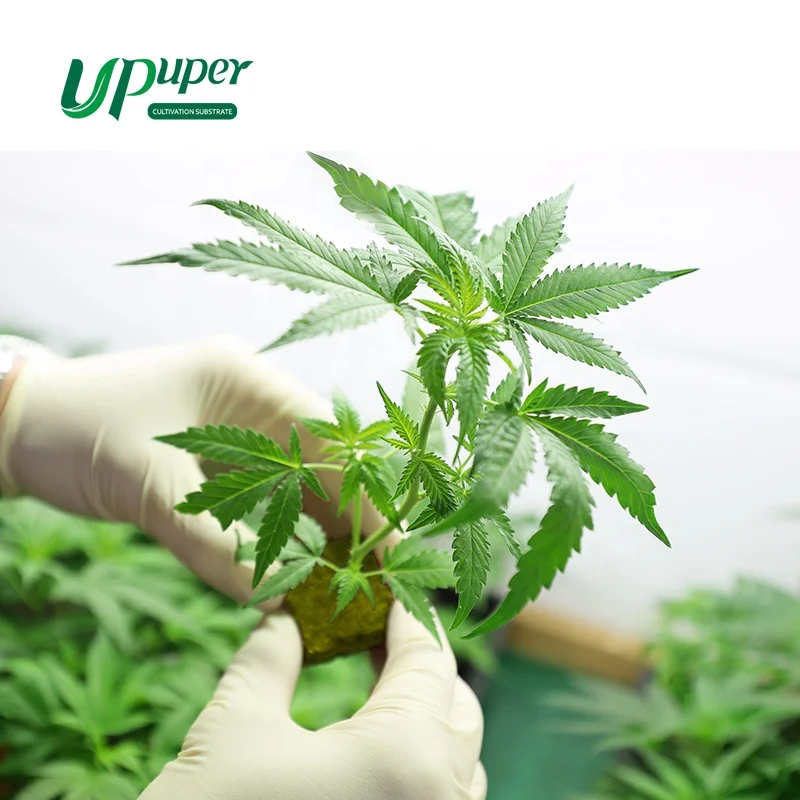 UPuper Cultivation Master hydroponic rock wool CM15 Pro hydroponic sponge for green houses agriculture commercial