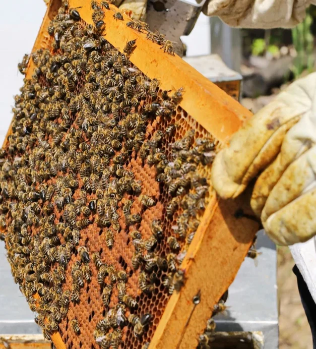 Benefitbee beekeeping honey bee hive box wooden custom beehive with queen excluder plastic