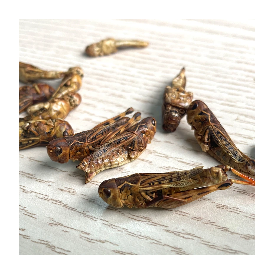 Top Sale High Nutrition High Protein Products Food Larvae Dried Grasshopper