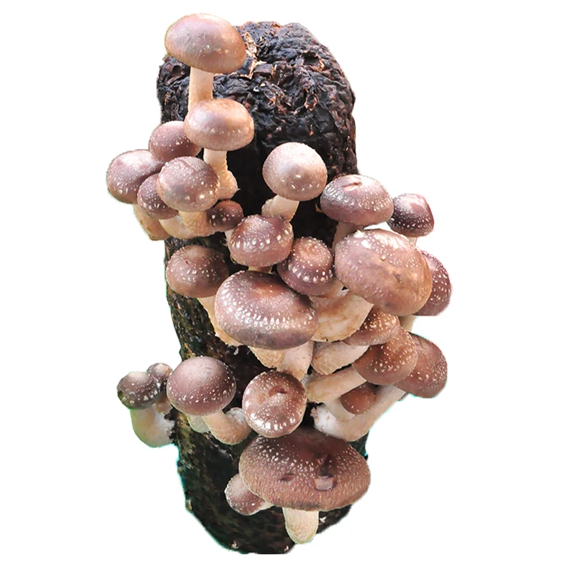 
Garden Agricultural Supplies Lentinus Edodes Cultivated Grow Bag Edible Fungi Ventilation Bag 