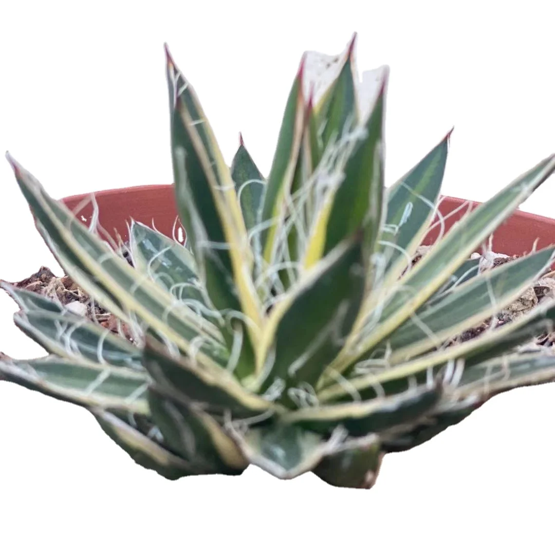 
Natural Colorful Agave Live Plants Princess Snow Of Succulent Plants 