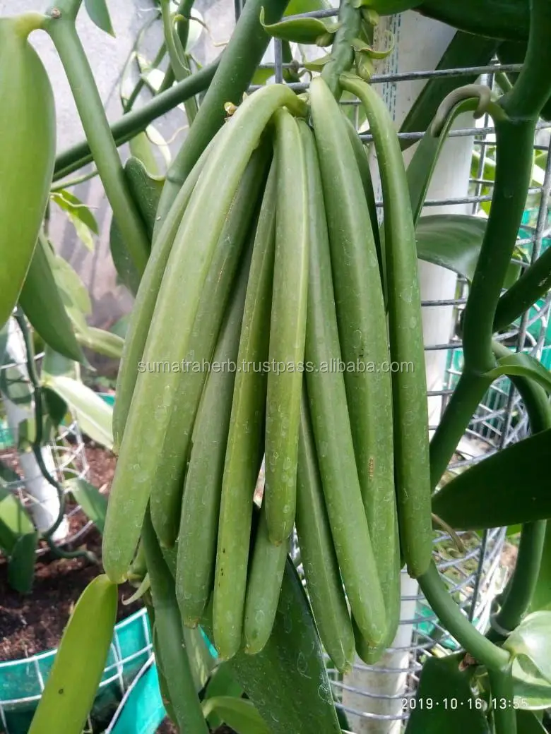 
High quality pure organic vanilla bean for manufacturing 