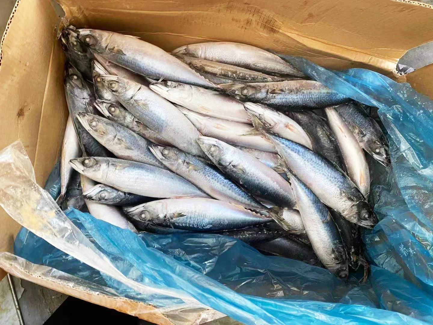 Sea Frozen 15kgs IQF Pacific Mackerel Fish Importers with Good Price