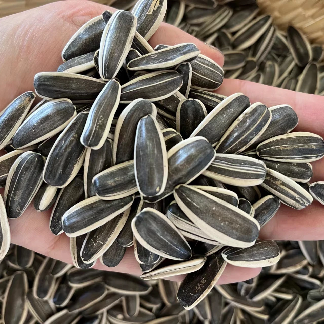 Dried Nuts New Crop Dried Sunflower Seeds #361 #363 #2399 variety for food ingredients