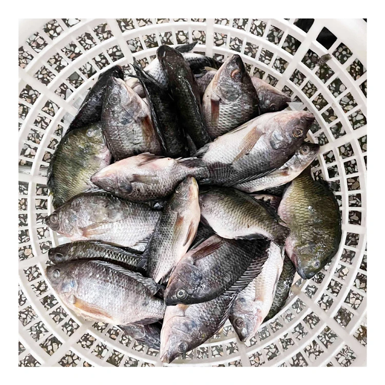 Natural Freshwater Frozen Black Whole Round Tilapia Fish IQF Frozen Tilapia Fish 500 to 800 gm Size Available