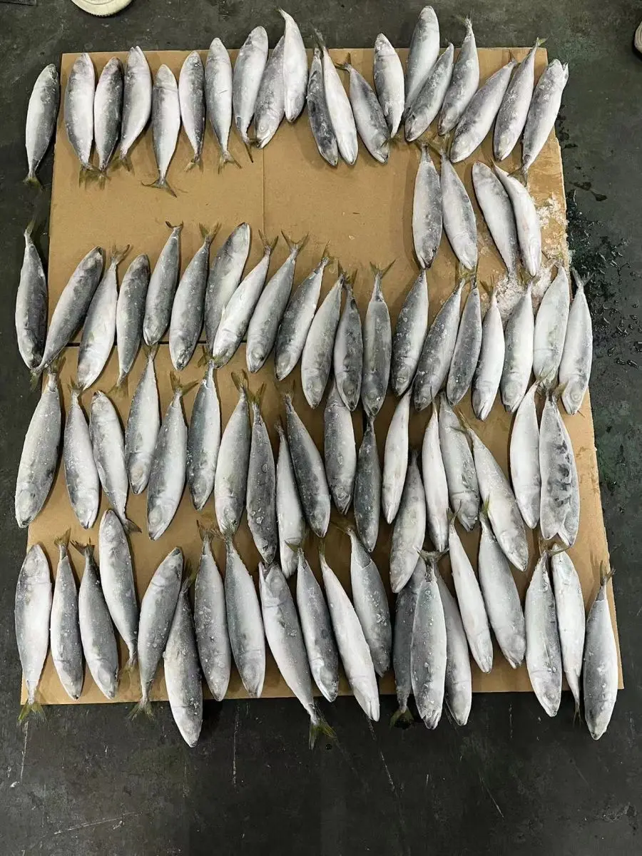 Excellent Quality Frozen Seafood IQF Pacific Mackerel for Indonesia Market