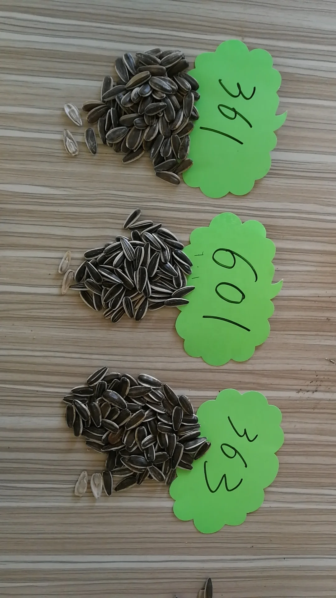 Chinese agricultural sunflower seeds market price 363 2021new crop