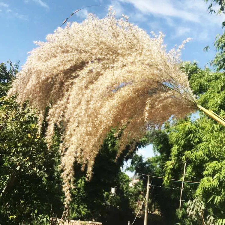 Декоративные цветы Sumflora Экстра пушистая Пампа Натуральные сушеные коричневая трава для домашнего
