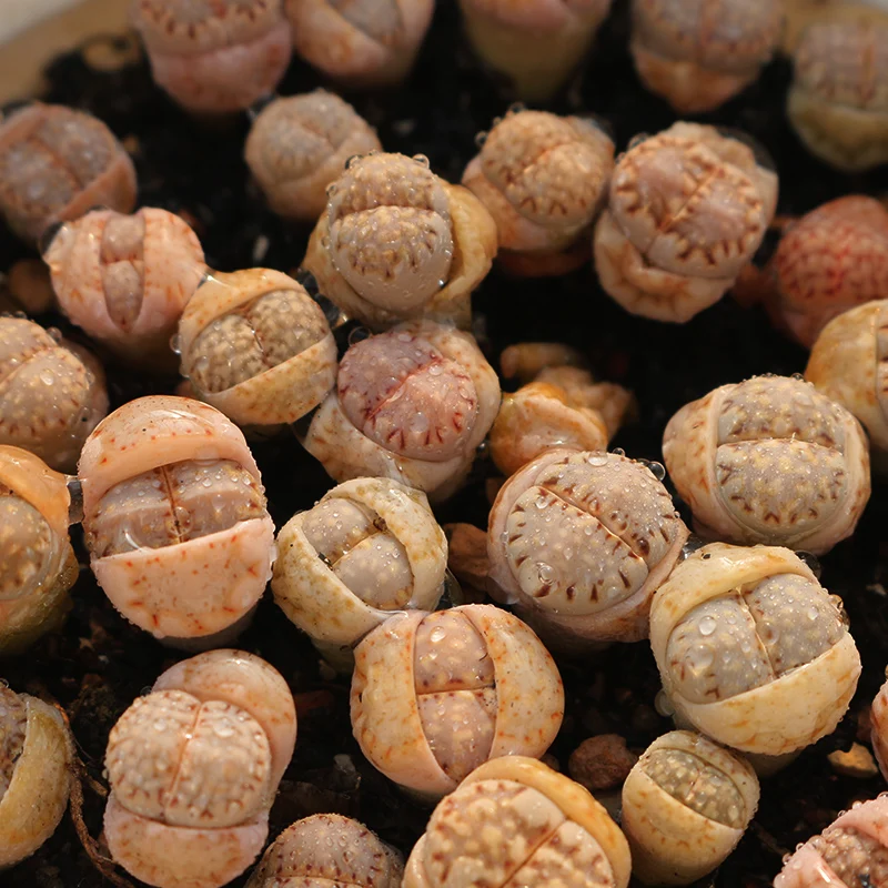 
biscuits Lithops wholesale cactus succulent plants living stones mini Lithops 