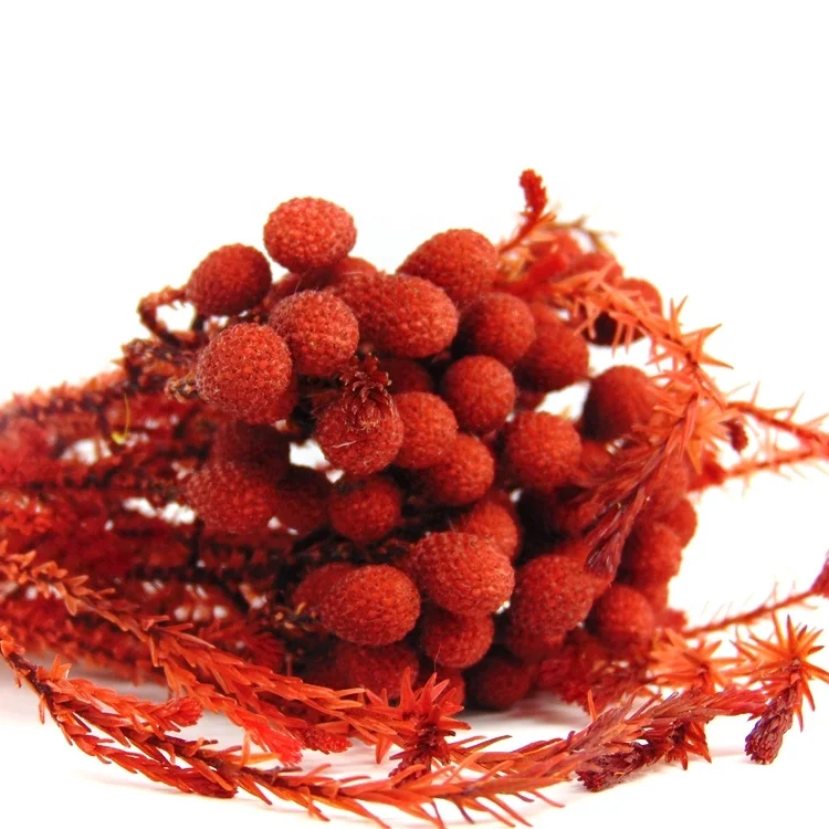 High quality preserved coral flower preserved flowers in glass preserved decor flowers