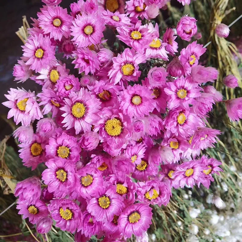 Yunnan Wholesale Dried Flowers Bouquet Pink White Rhodanthe Chrysanthemums Ludanniao Daisy Flower Dried Rhodanthe