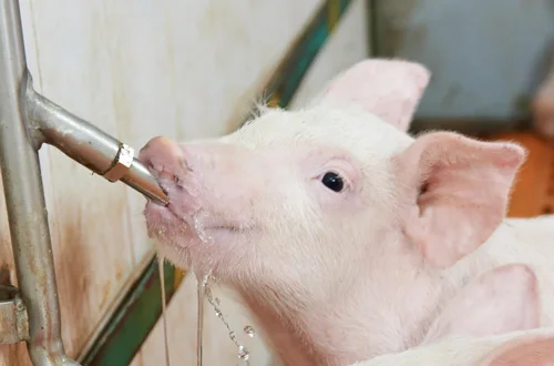 Pig Farming Equipment Pig Water Nipple Drinker Stainless Steel Automatic Pig Feeder Animal Drinkers