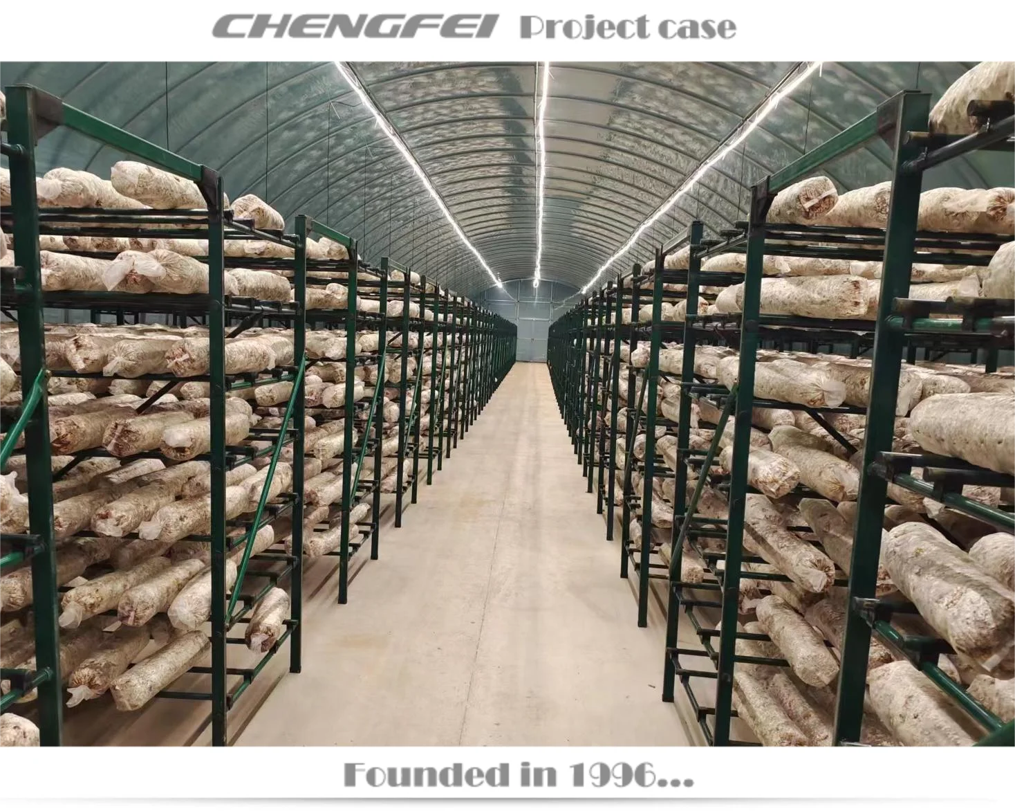 Black Fungus Mushroom Pleurotus Geesteranus Rack Shelf Frame For Greenhouse Use