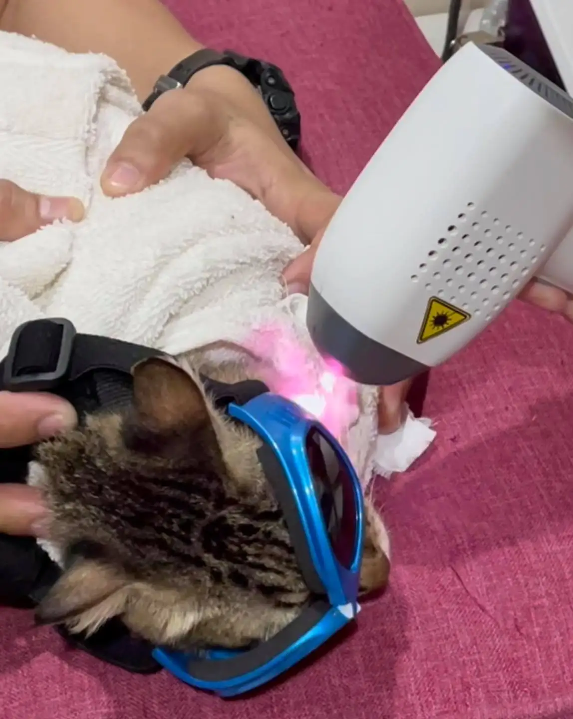 980nm Pain Relief Professional Pet Supplies Portable Infrared Light Vet Device for Pets Laser Therapy For Muscle & Joints Pain